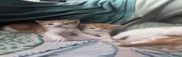Mixed Breed cats for sale: pair of orange twin kittens - Advert 2