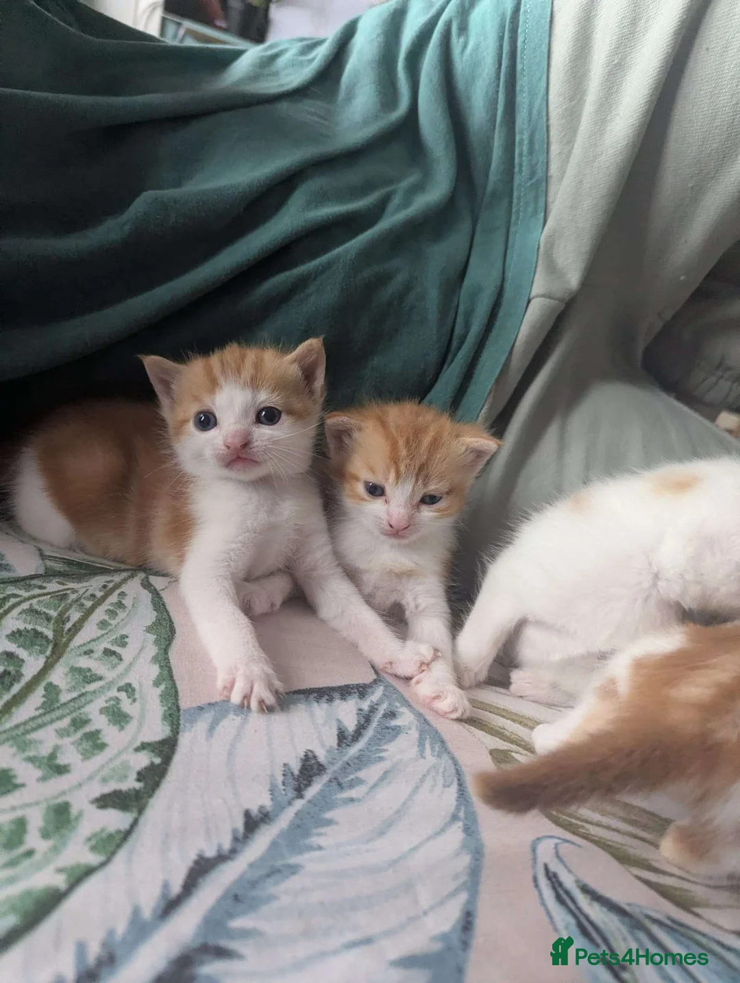 Mixed Breed cats for sale: pair of orange twin kittens - Advert 2
