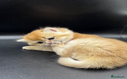 British Shorthair cats for sale: GCCF BSH GOLDEN BLACK TIPPED NY12 KITTENS - Image 27
