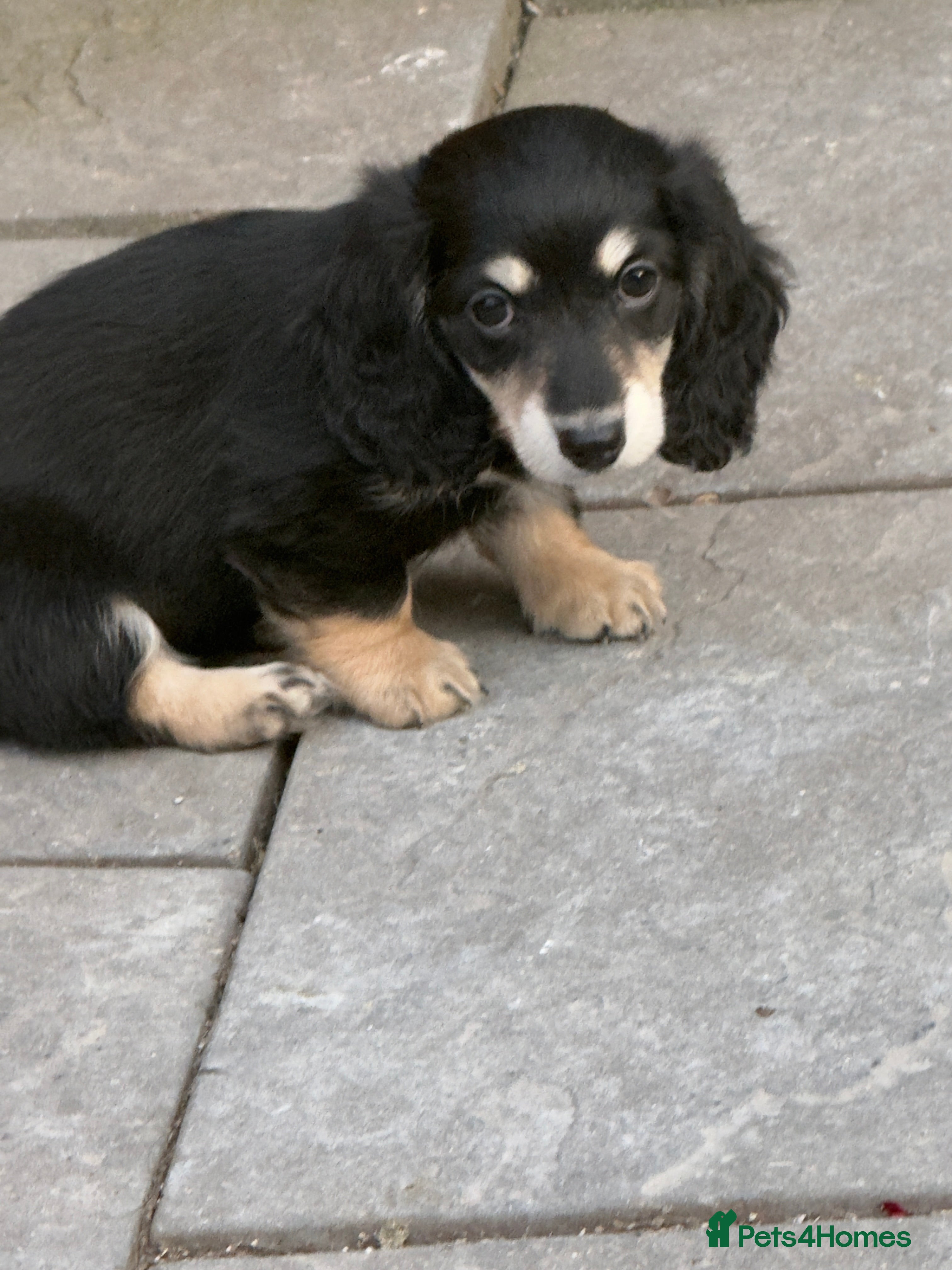 Dachshund dogs Black and cream longhaired miniature dachshund  - Advert 1
