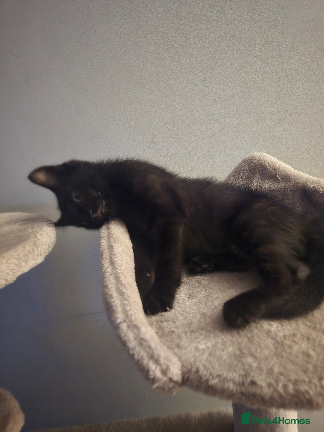 Mixed Breed cats for sale: Black tabby cats - Image 3
