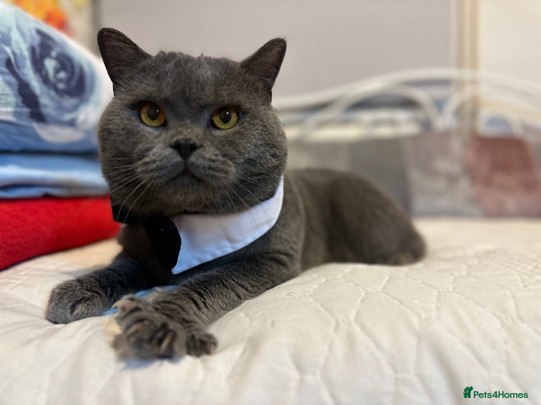 British Shorthair cats for stud: GCCF BSH stud  - Image 2
