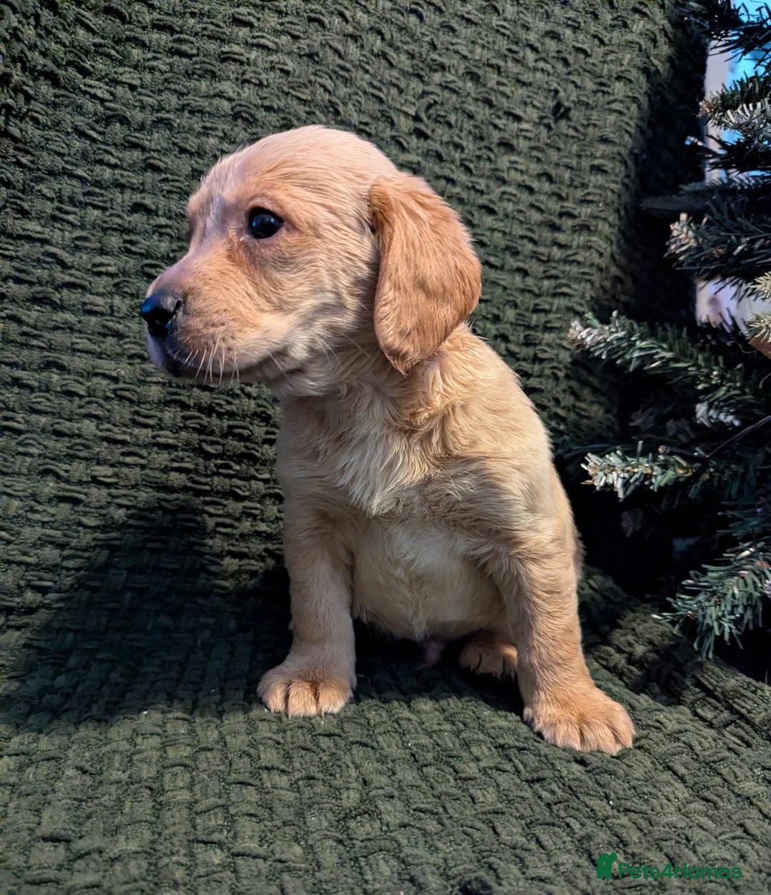 Cockerdor dogs for sale: Cockador Puppies - Advert 19