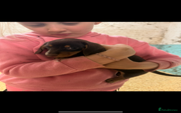 Miniature Dachshund dogs for sale: Super cute mini Daxis  - Advert 10