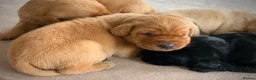 Labrador Retriever dogs for sale: KC Labrador puppies - Advert 5