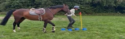 British Warmblood horses for sale: Everyone Needs A Guinness  - Advert 7