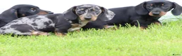Dachshund dogs for sale: Miniature Dachshund puppies for sale - Advert 23