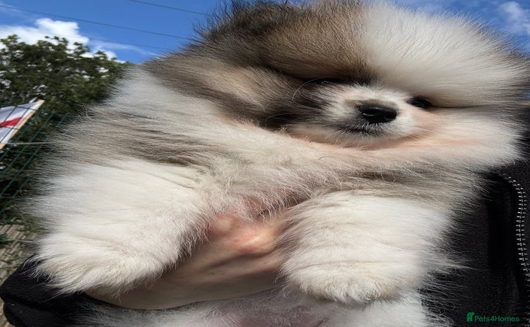 Pomeranian dogs - Advert 2