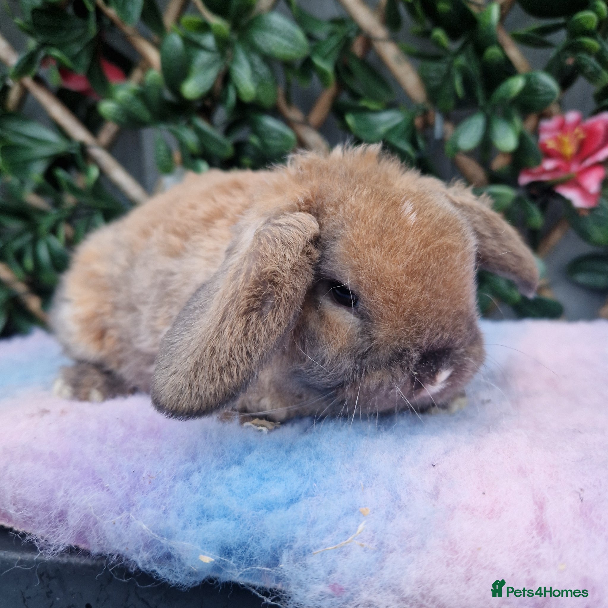 Mini Lop rabbits Baby miniture plush lops (24/4) - Advert 2