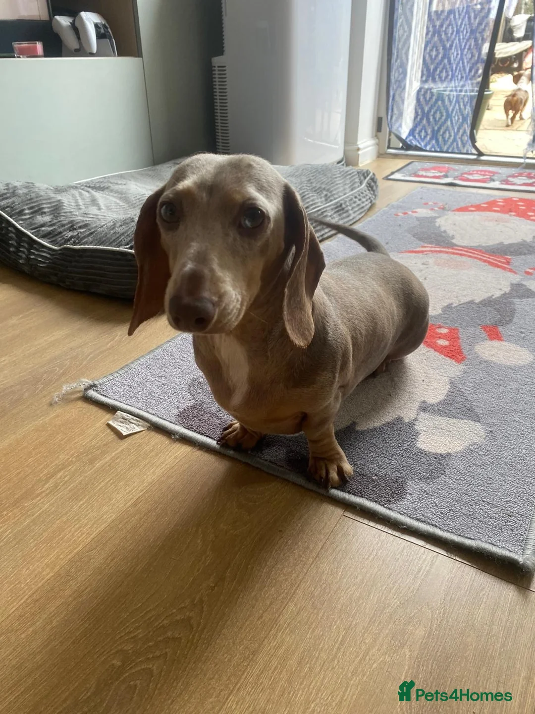 Miniature Dachshund dogs for sale: Mini Dachshund  - Advert 1