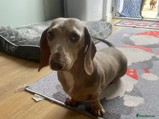 Miniature Dachshund dogs Mini Dachshund - Advert 1