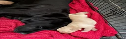 Labrador Retriever dogs for sale: Kc registered Labrador puppies in Sudbury - Advert 9