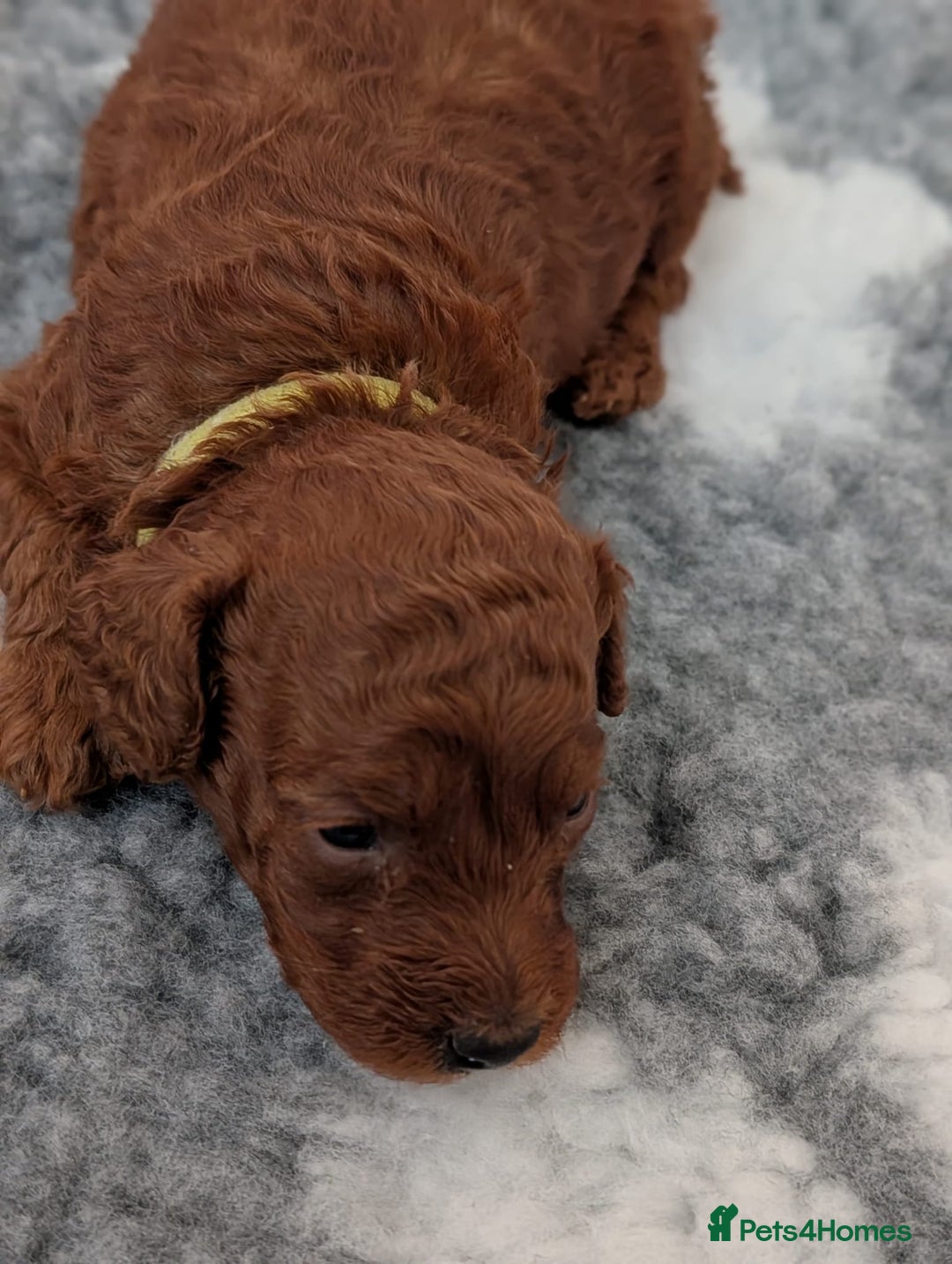 Miniature Poodle dogs for sale: Stunning red miniature poodle - Advert 23