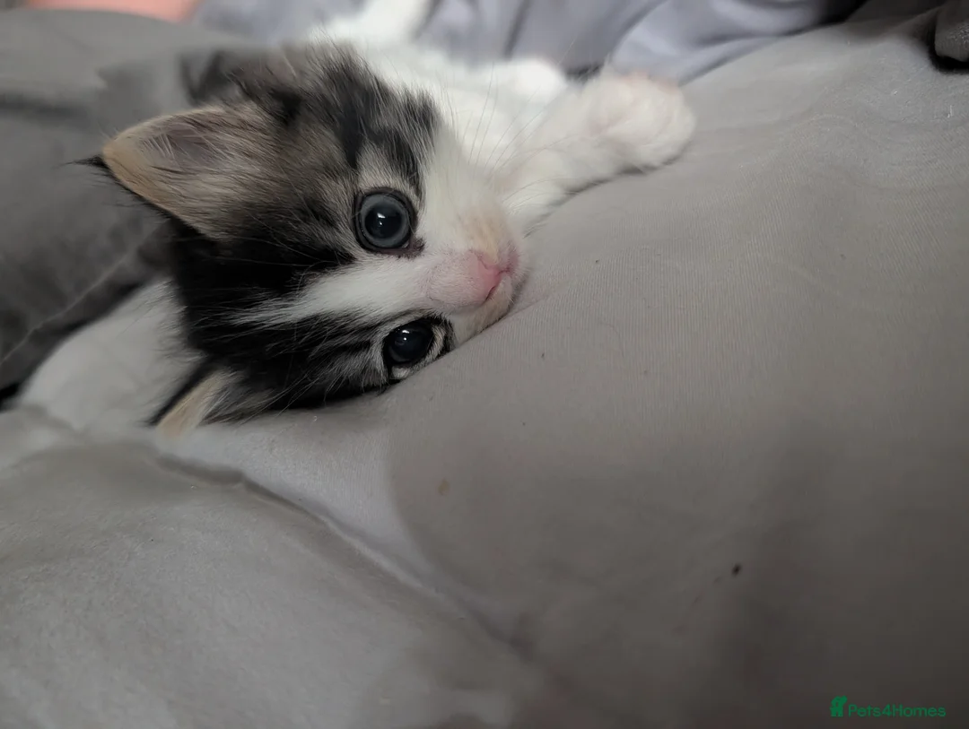 Mixed Breed cats for sale: 2 female kittens  - Advert 2