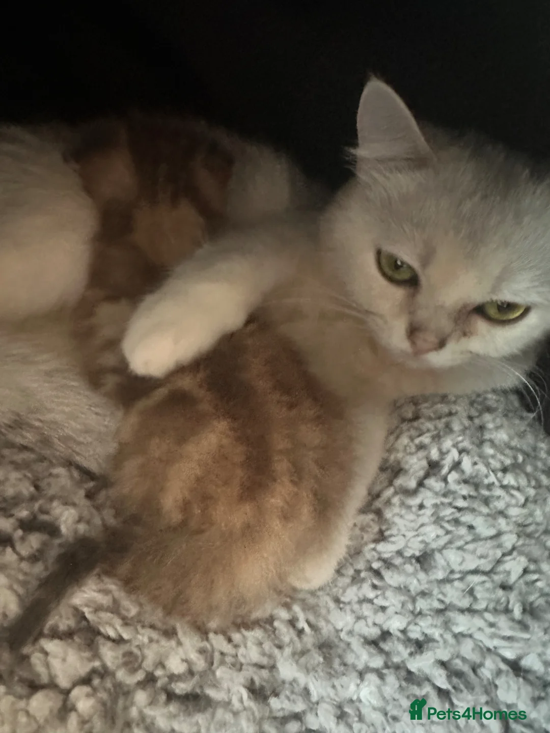Scottish Fold cats for sale: Beautiful baby schotish girl kitten  - Advert 3