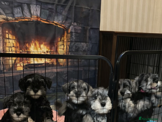 Miniature Schnauzer dogs Charming Mini Schnauzers with KC registration - Advert 2