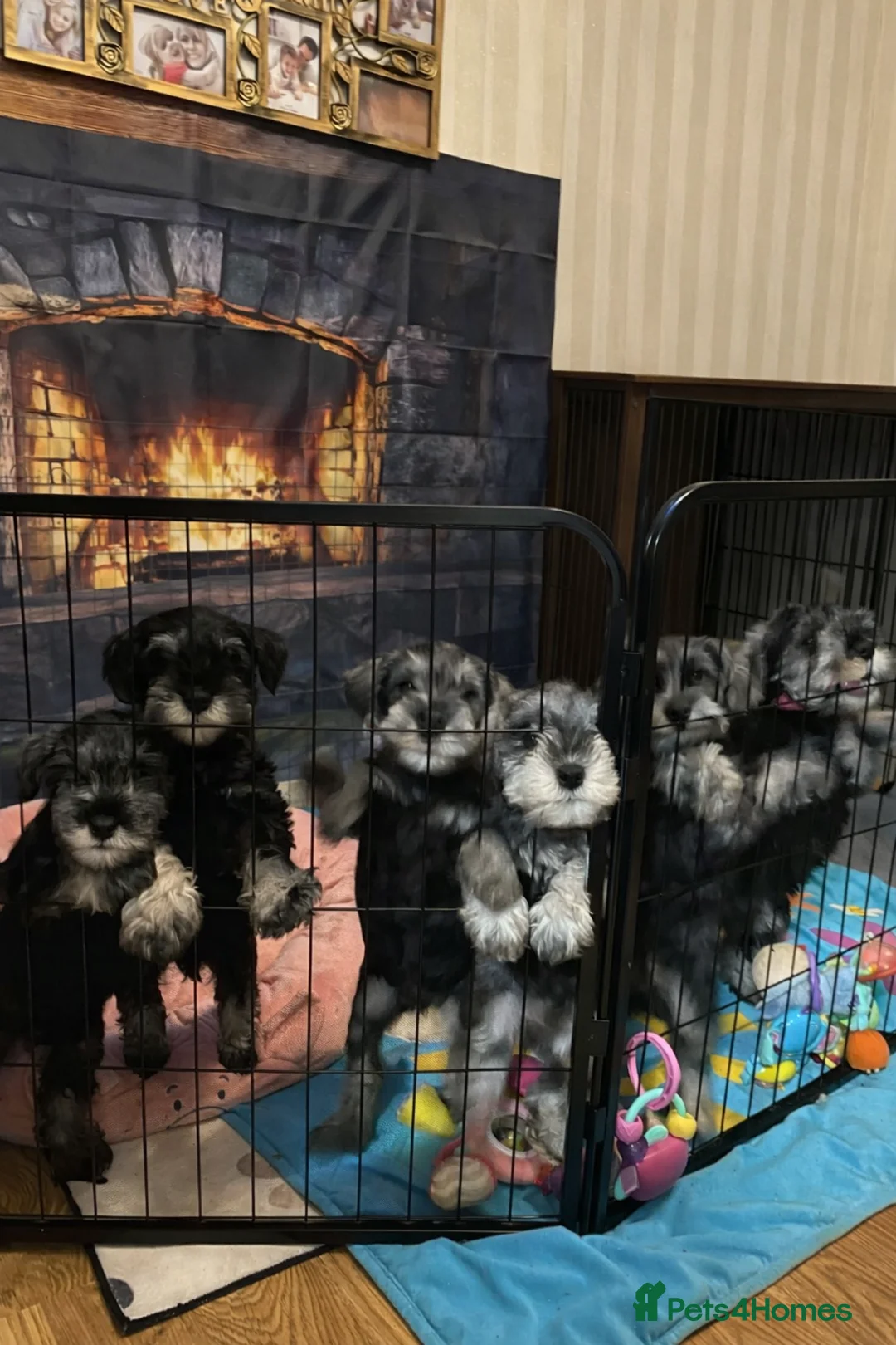 Miniature Schnauzer dogs for sale: Charming Mini Schnauzers with KC registration - Advert 27