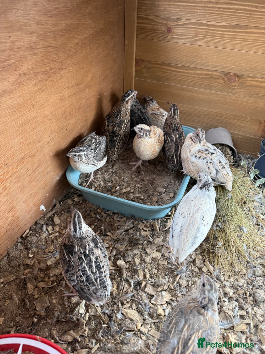 Quail poultry for sale: Coturnix Quail Mixed in Salisbury - Advert 1