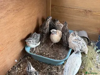 Quail poultry Coturnix Quail Mixed - Advert 1