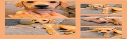 Labrador Retriever dogs for sale: KC Registered Fox Red Labradors  - Advert 1