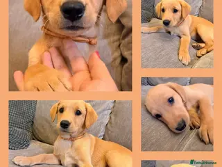 Labrador Retriever dogs KC Registered Fox Red Labradors - Advert 2