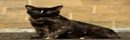 Domestic Shorthair cats for sale: Beautiful kittens - Advert 1