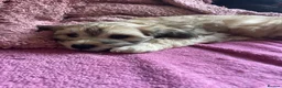 Shihpoo dogs for sale: *** LAST 1 LEFT** REDUCED TO SELL *** READY NOW ** - Advert 3