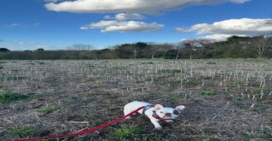 French Bulldog dogs - Advert 5