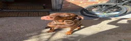 Dobermann dogs for stud: Doberman Stud – Brown (Red) Male – Kent in Canterbury - Advert 3
