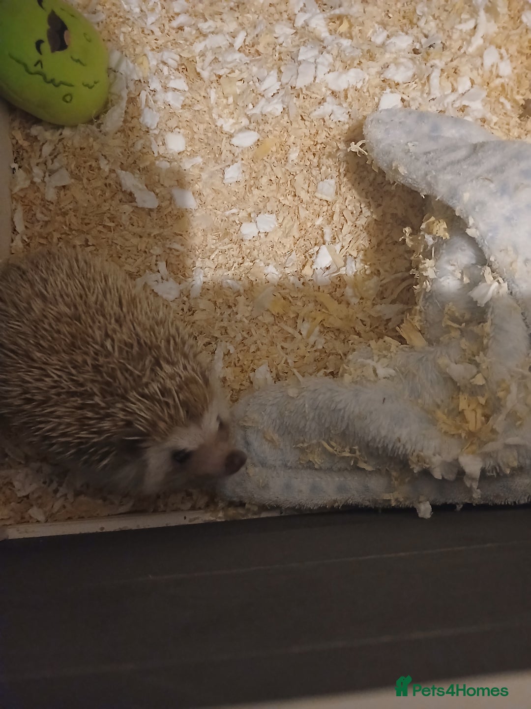 Pygmy Hedgehog rodents for sale: Beautiful african pygmy hedgehog  - Advert 2