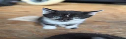 Mixed Breed cats for sale: Little kittens ❤️ - Advert 12
