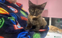 Maine Coon cats for sale: Xl mainecoon kittens  - Image 1