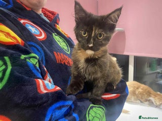 Maine Coon cats - Advert 7