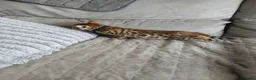 Bengal cats for sale: Bengal boy - Advert 7