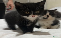 Domestic Shorthair cats for sale: ✨4 Loving Kittens Ready Now ✨ - Advert 3