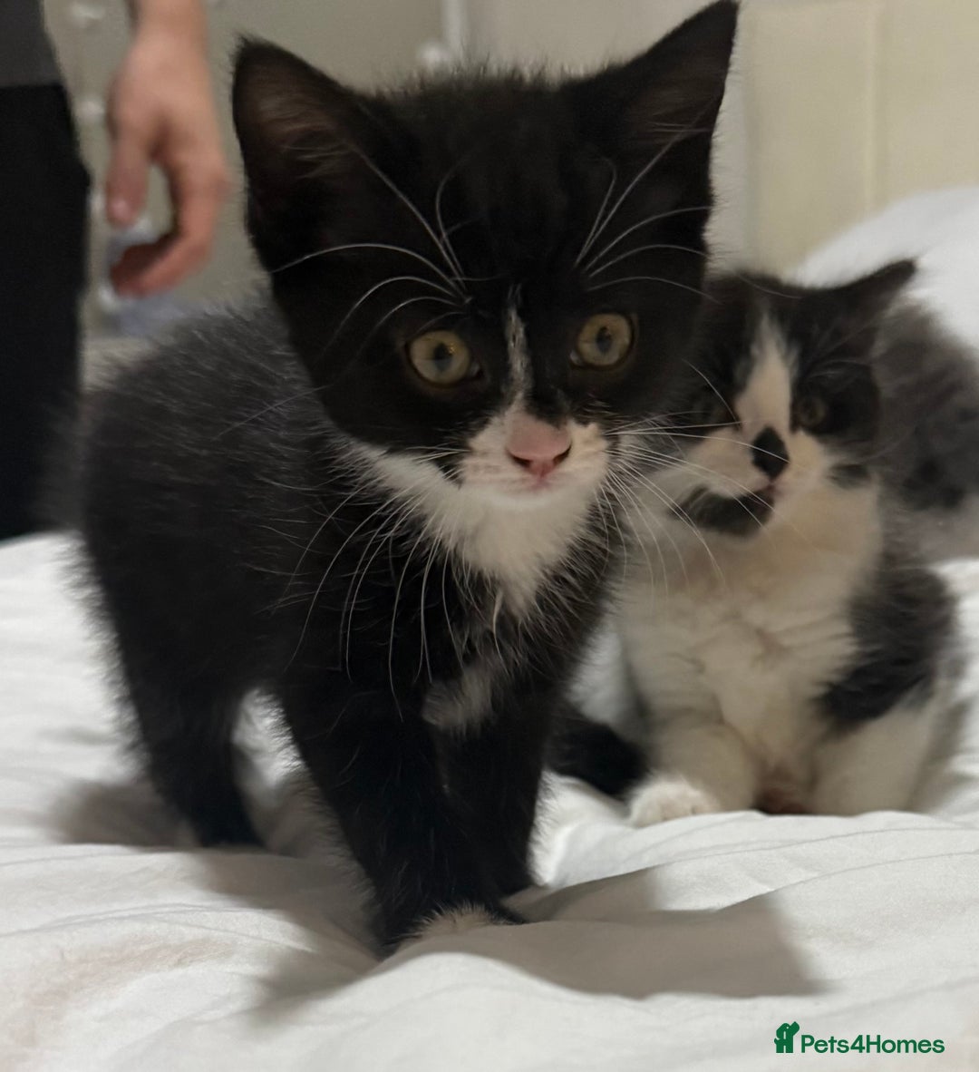 Domestic Shorthair cats for sale: ✨4 Loving Kittens Ready Now ✨ - Advert 3