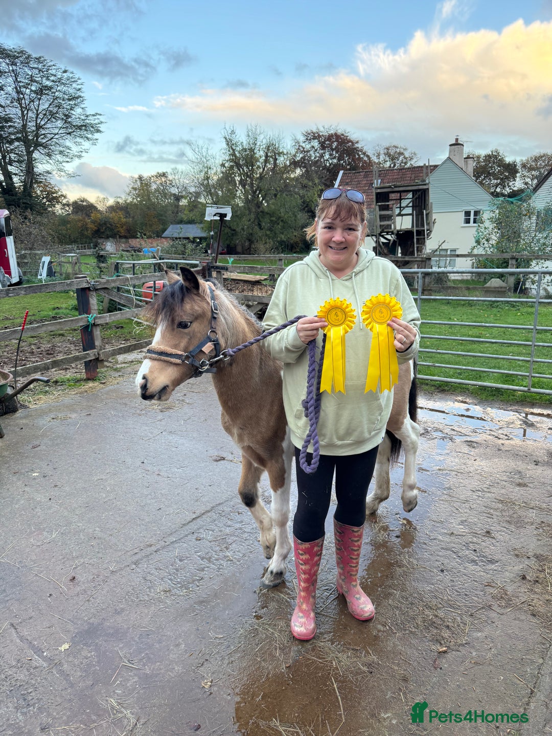 Welsh Section A horses for sale: Beautifully well marked Welsh P/B - Advert 12