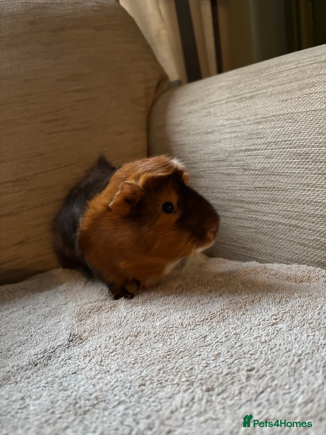 Guinea Pig rodents for sale: male guinea pigs  - Advert 3