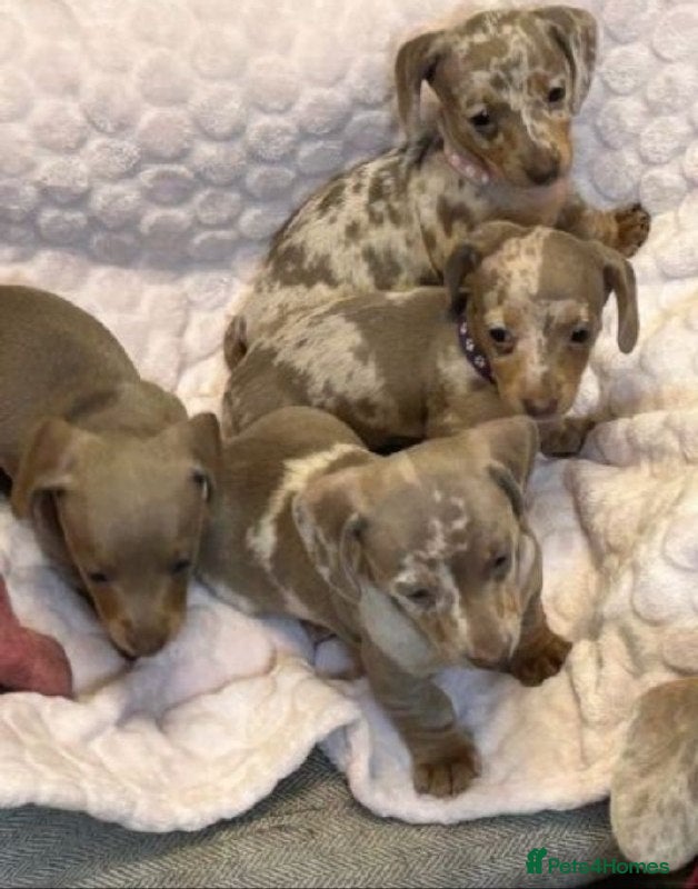 Miniature Dachshund dogs Stunning Miniature Dachshund Puppies - Advert 5