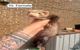 Ferret rodents for sale: Ferret kits - Image 12
