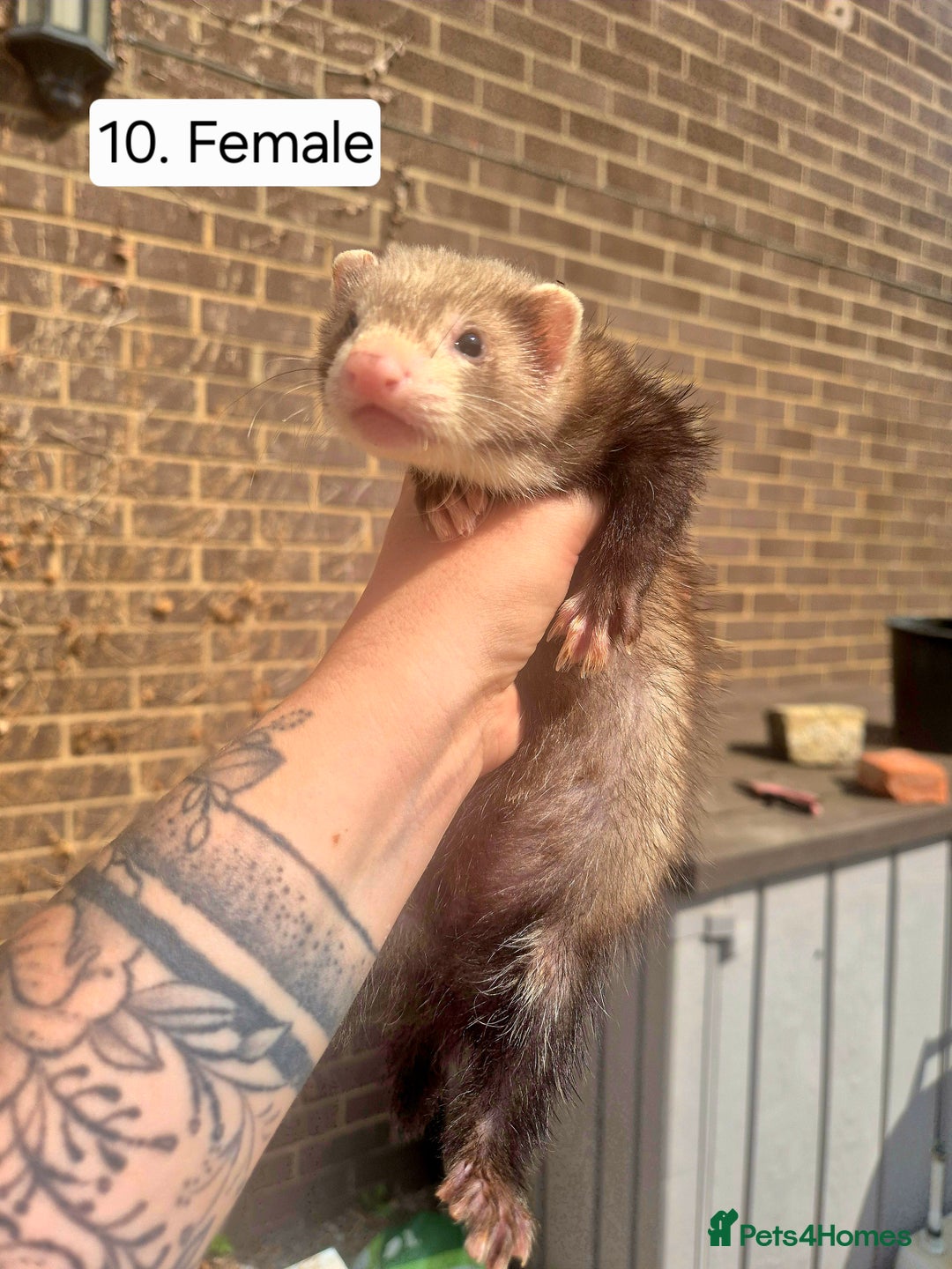 Ferret rodents for sale: Ferret kits - Image 12