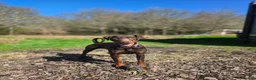 Dobermann dogs for sale: Darcey – 2-Year-Old Doberman - Advert 4
