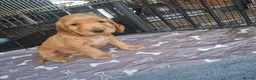 Cocker Spaniel dogs for sale: Adorable show type cocker spaniel puppies  - Advert 3
