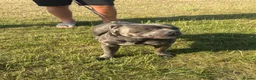 Staffordshire Bull Terrier dogs for stud: Blue staffy stud - Advert 2