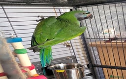 Parrots birds for sale: Derbyan male - Image 1