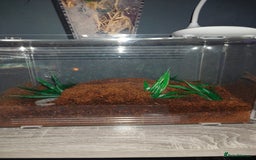 Tarantulas invertebrates for sale: Salmon pink bird eater juvi - Advert 2