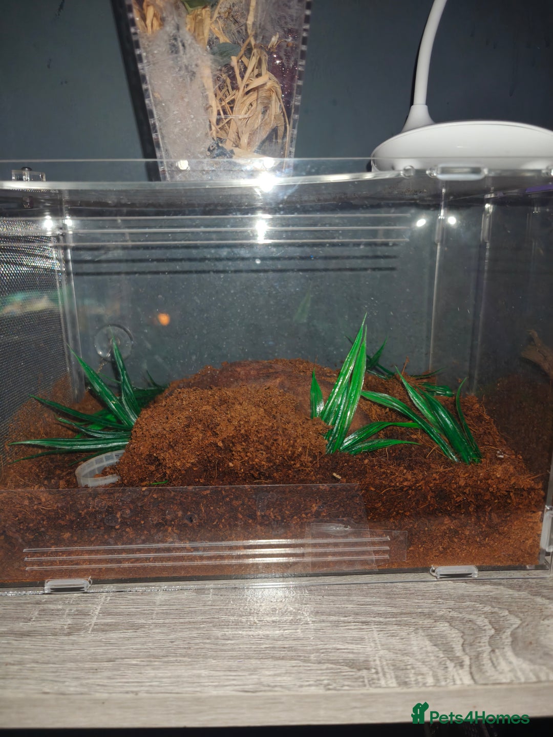 Tarantulas invertebrates for sale: Salmon pink bird eater juvi - Advert 2