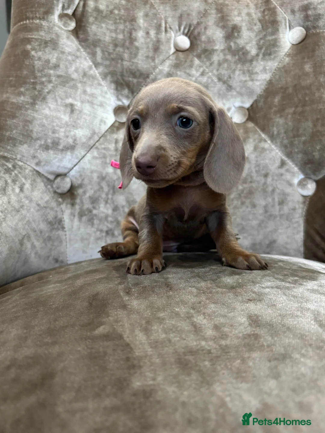 Miniature Dachshund dogs for sale: Miniature dachshunds  in Runcorn - Advert 1