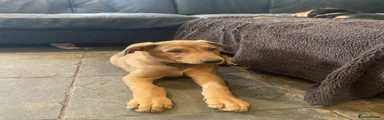 Dobermann 2