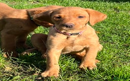 Labrador Retriever dogs for sale: FANTASTIC LITTER FOX RED LABRADOR PUPPIES  - Image 4